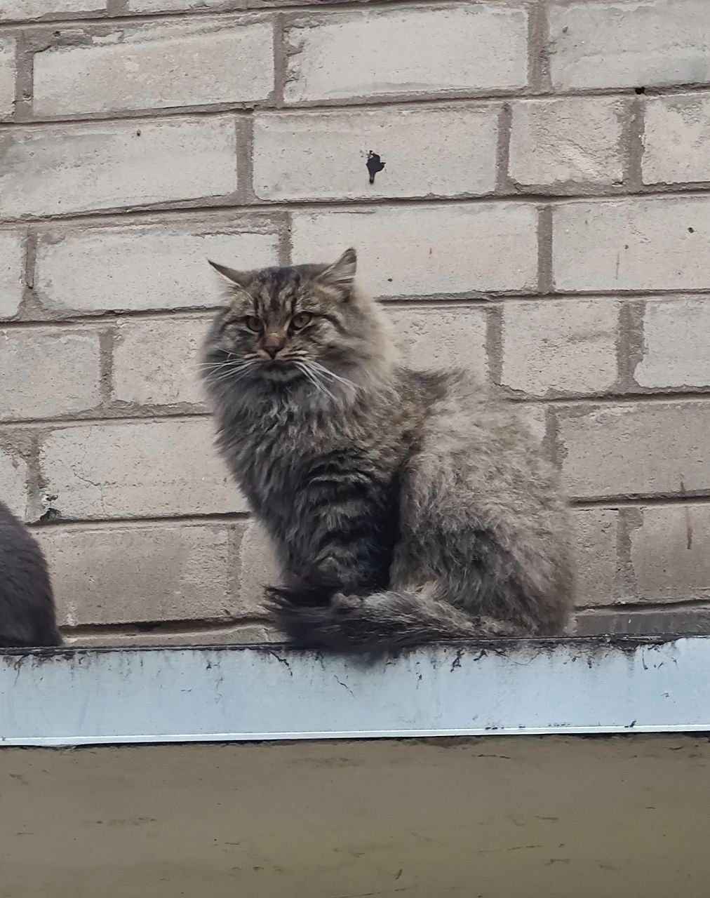 Кот ищет новую семью