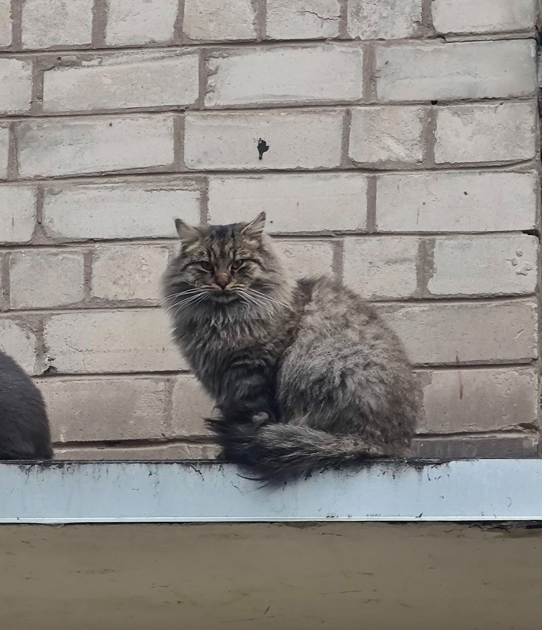 Кот ищет новую семью