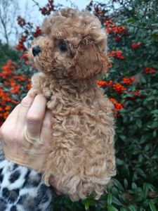 Мальтипу міні дівчинка