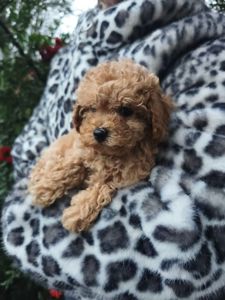 Мальтипу міні дівчинка