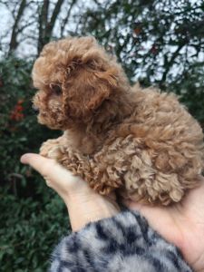 Мальтипу міні дівчинка