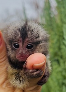 Малыши обезьяны белоухая игрунка обезьянки мармозетки