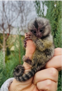 Малыши обезьяны белоухая игрунка обезьянки мармозетки