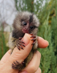 Малыши обезьяны белоухая игрунка обезьянки мармозетки