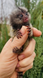 Малыши обезьяны белоухая игрунка обезьянки мармозетки