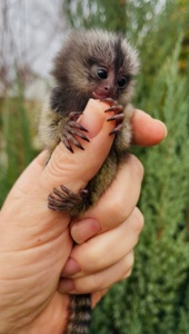 Малыши обезьяны белоухая игрунка обезьянки мармозетки