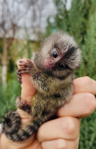 Малыши обезьяны белоухая игрунка обезьянки мармозетки