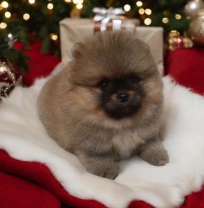 VIP мини мишка!