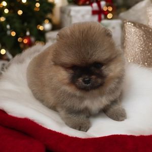 VIP мини мишка!