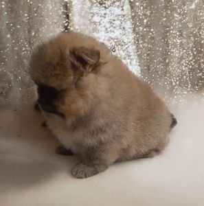 VIP мини мишка!