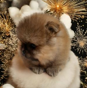 VIP мини мишка!