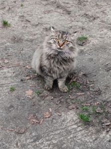 Кот ищет новую семью