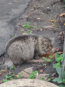 Кот ищет новую семью