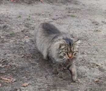 Кот ищет новую семью