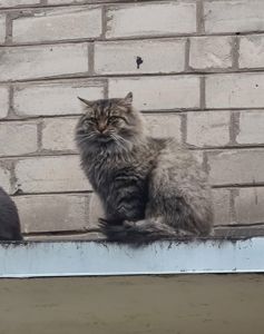 Кот ищет новую семью