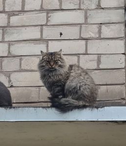 Кот ищет новую семью