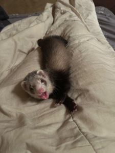 Тхір дівчинка