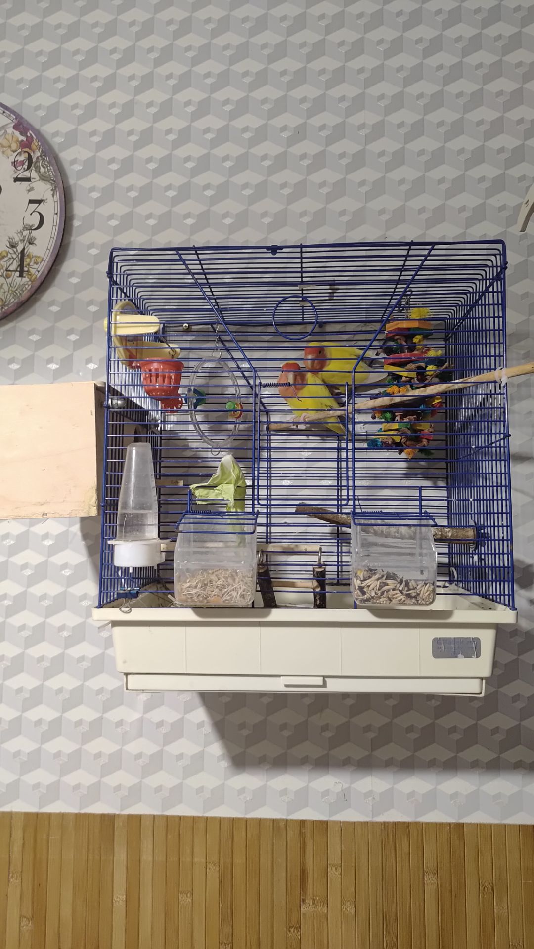 Пара нерозлучників з кліткою