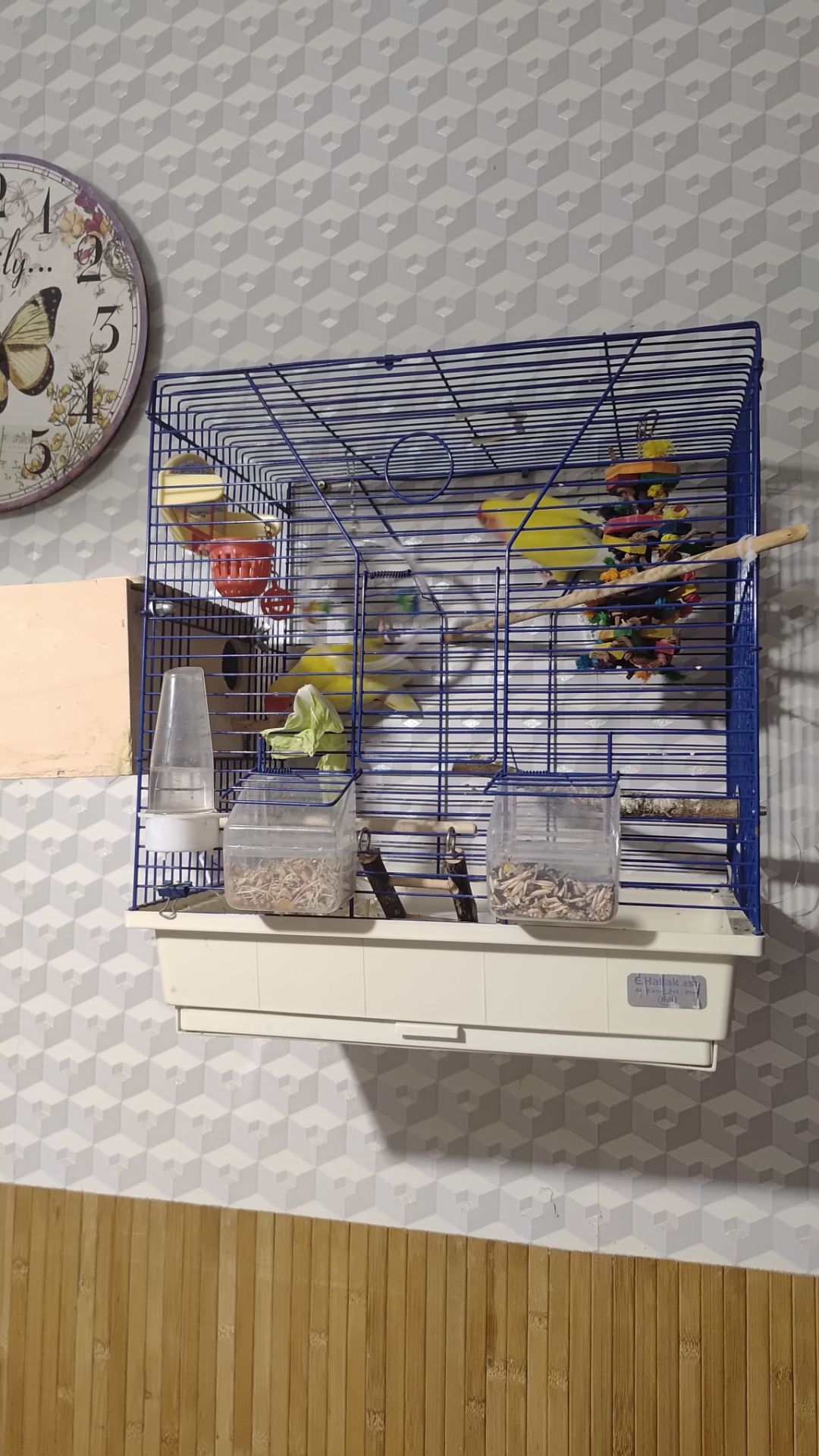 Пара нерозлучників з кліткою