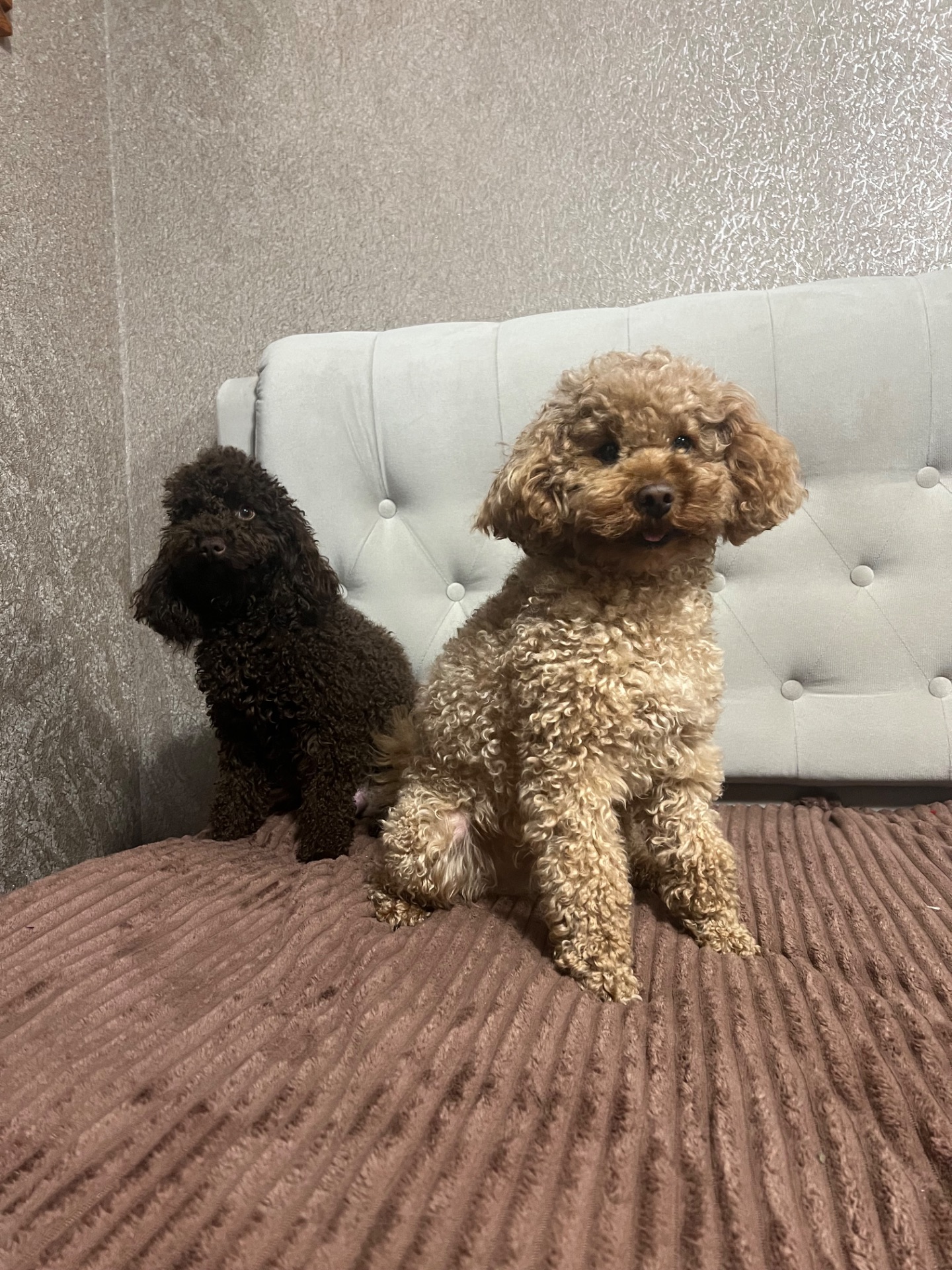 Цуценята Той пудель