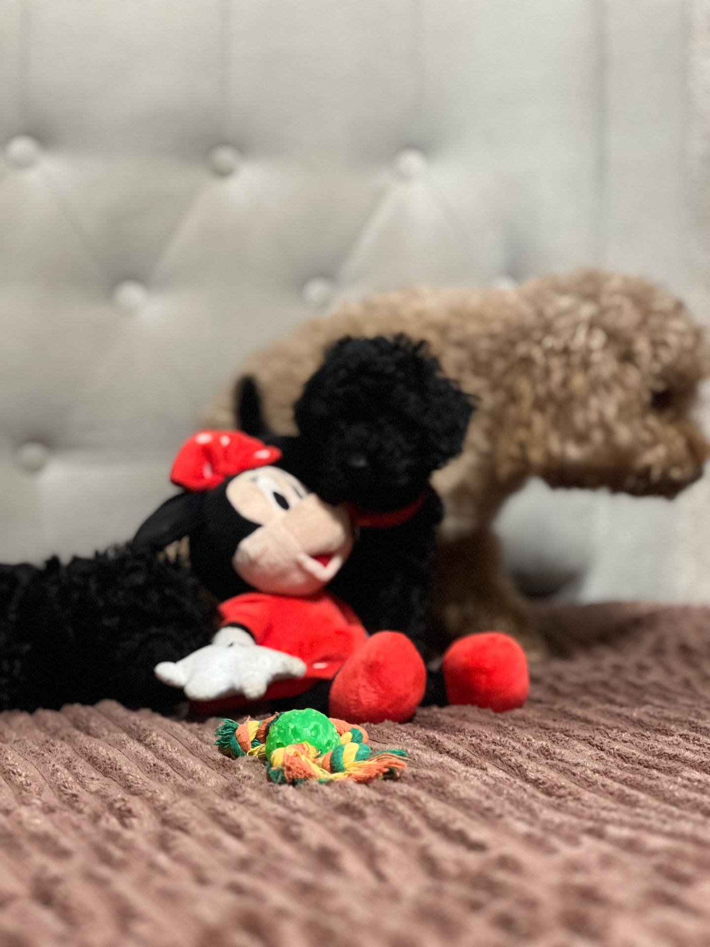 Цуценята Той пудель