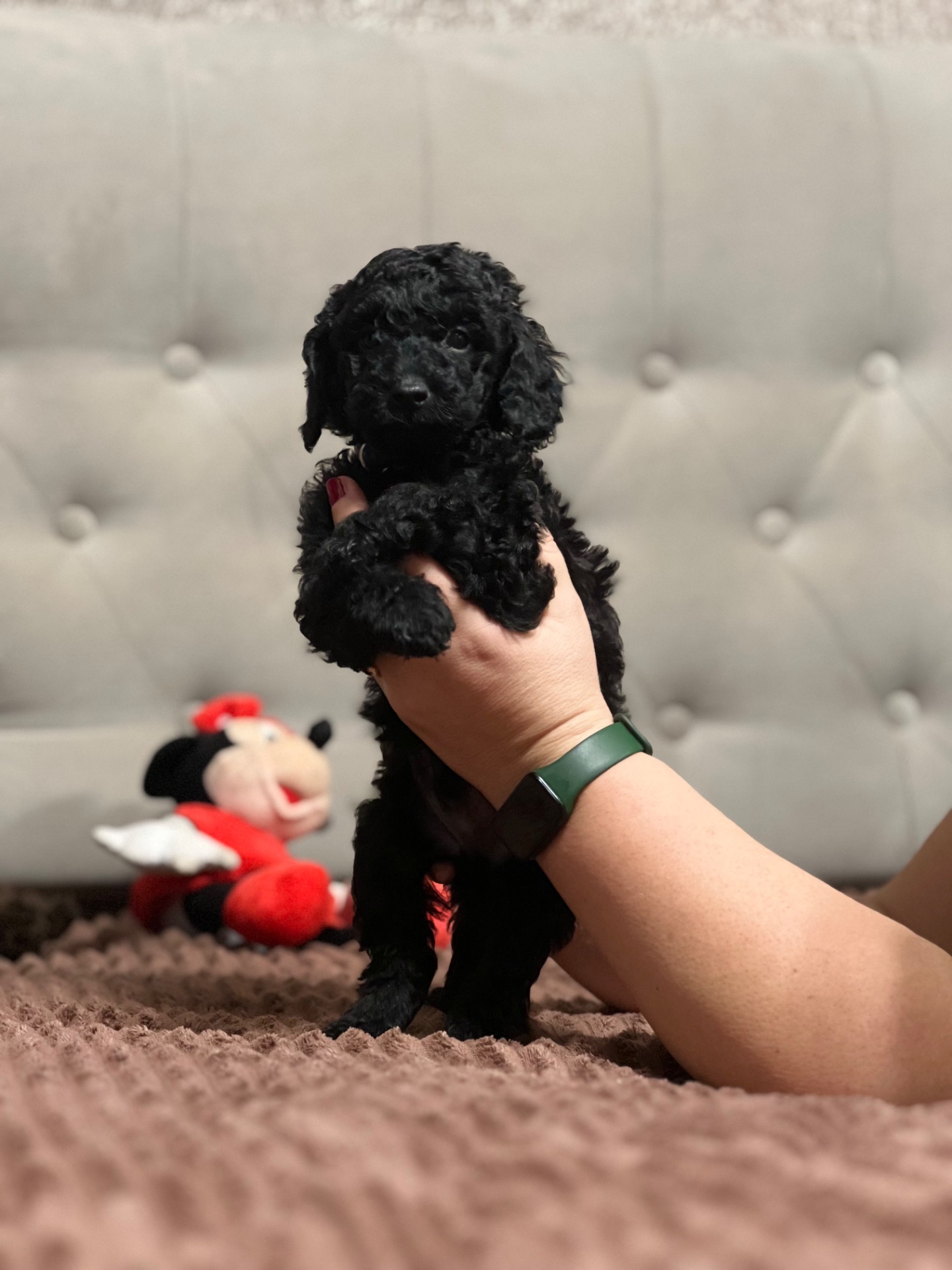 Цуценята Той пудель