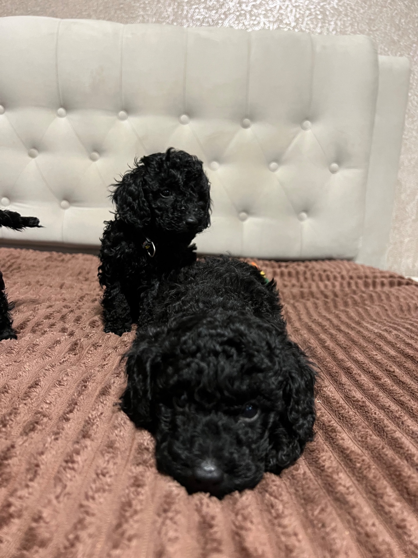 Цуценята Той пудель