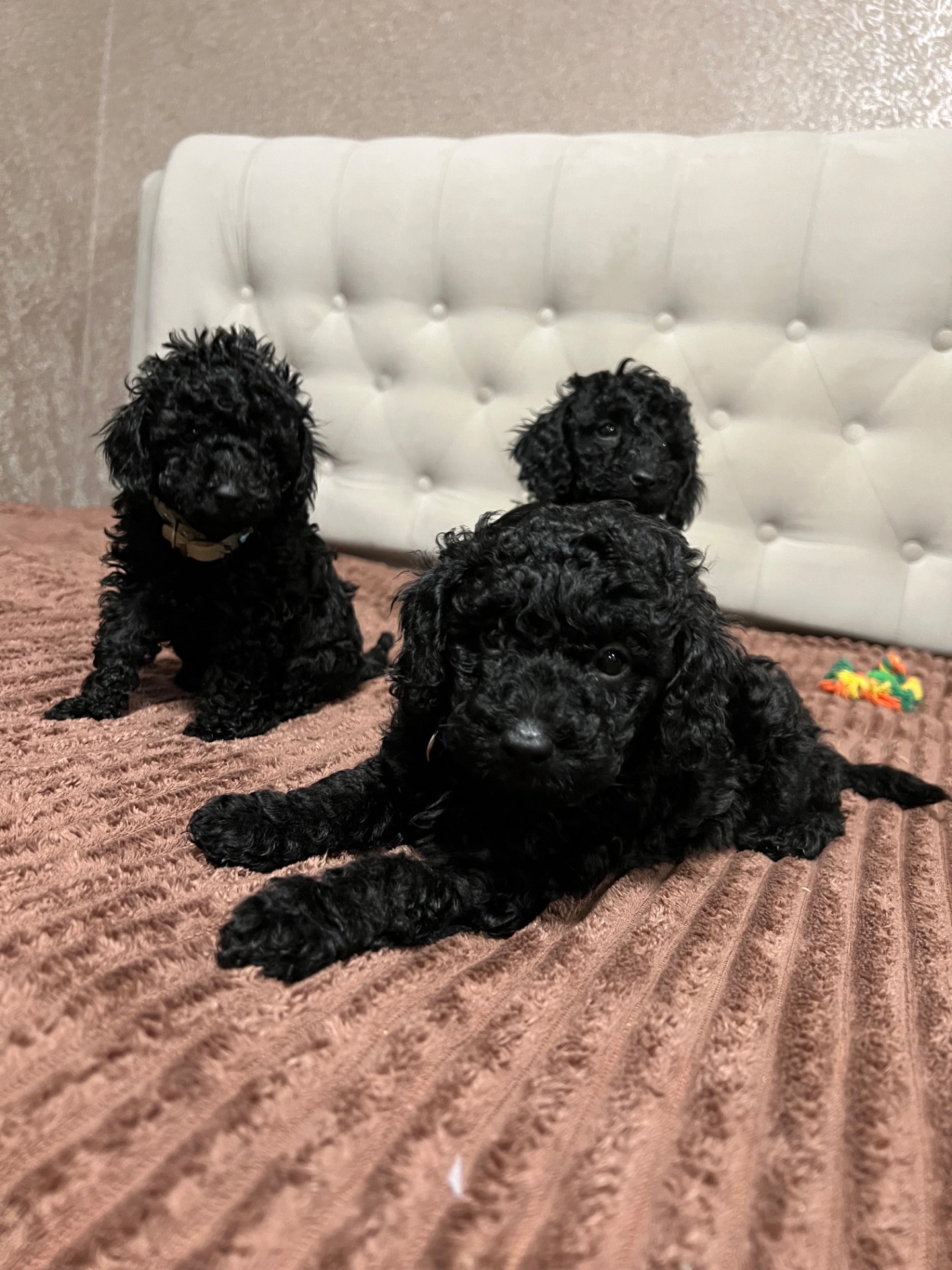 Цуценята Той пудель