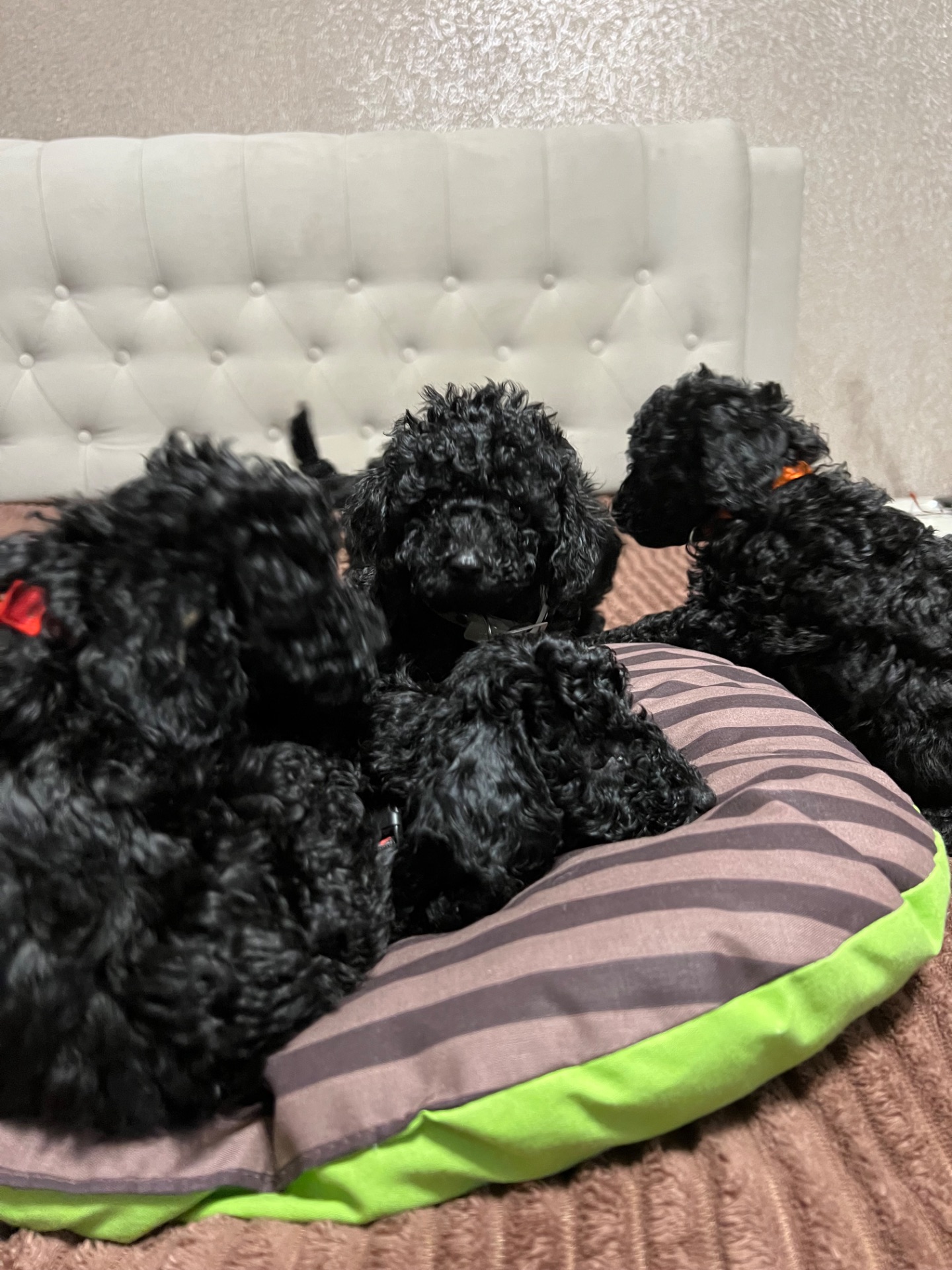 Цуценята Той пудель