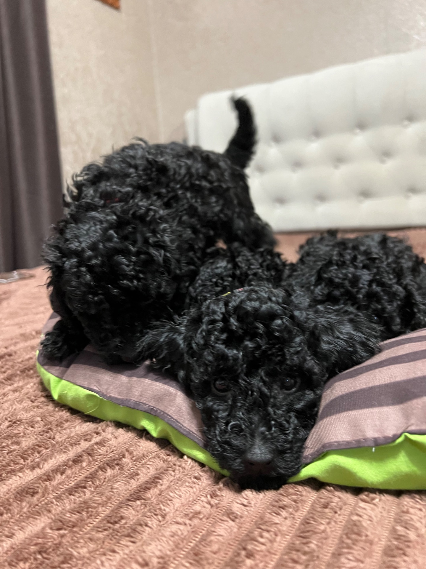 Цуценята Той пудель