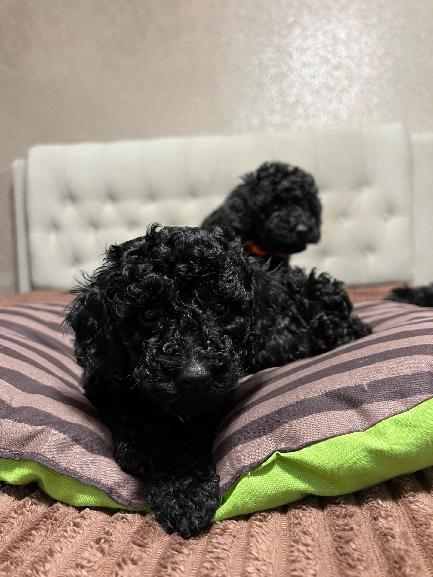 Цуценята Той пудель