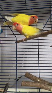 Пара нерозлучників з кліткою