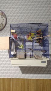 Пара нерозлучників з кліткою