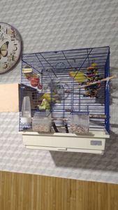 Пара нерозлучників з кліткою