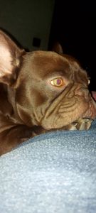 Кобель, чекає на дівчаток свого роду