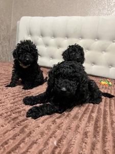 Цуценята Той пудель