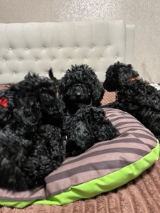 Цуценята Той пудель