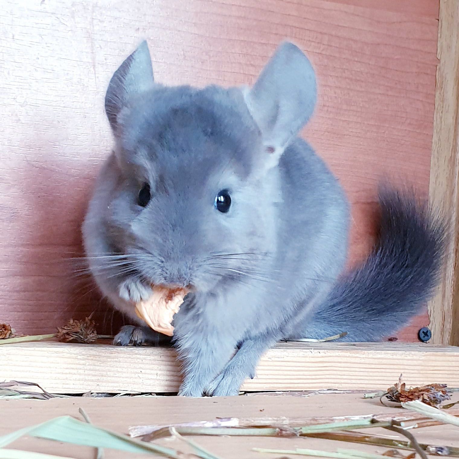 Маленькая самочка шиншиллы Фиолет эбони