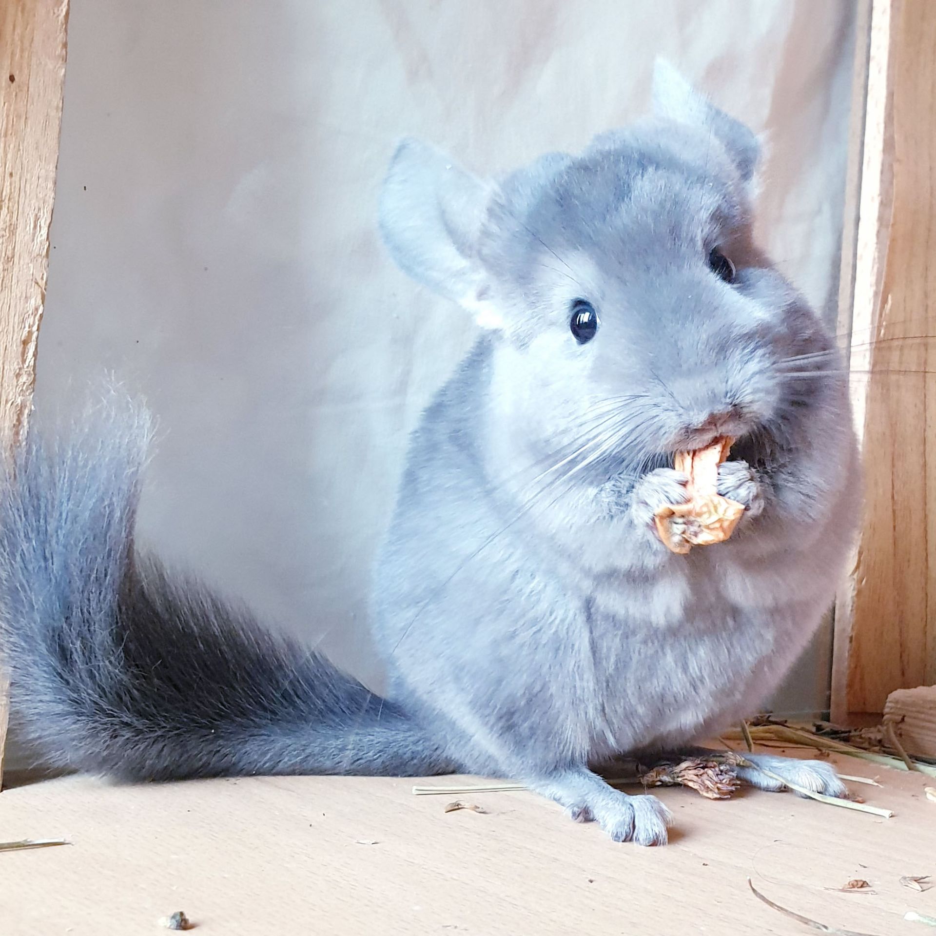 Маленькая самочка шиншиллы Фиолет эбони