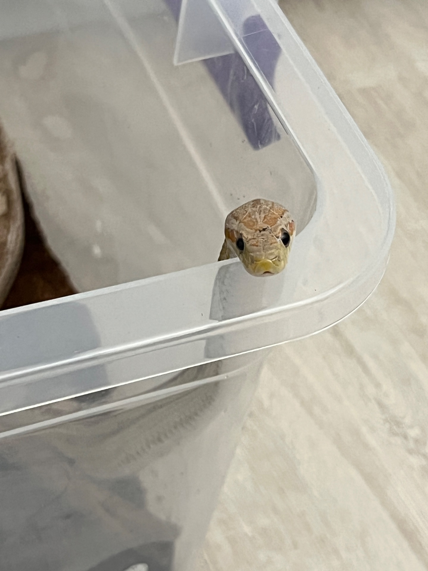 Маїсовий полоз