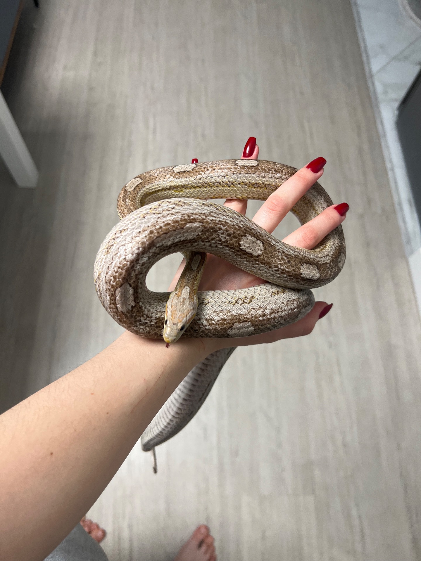 Маїсовий полоз