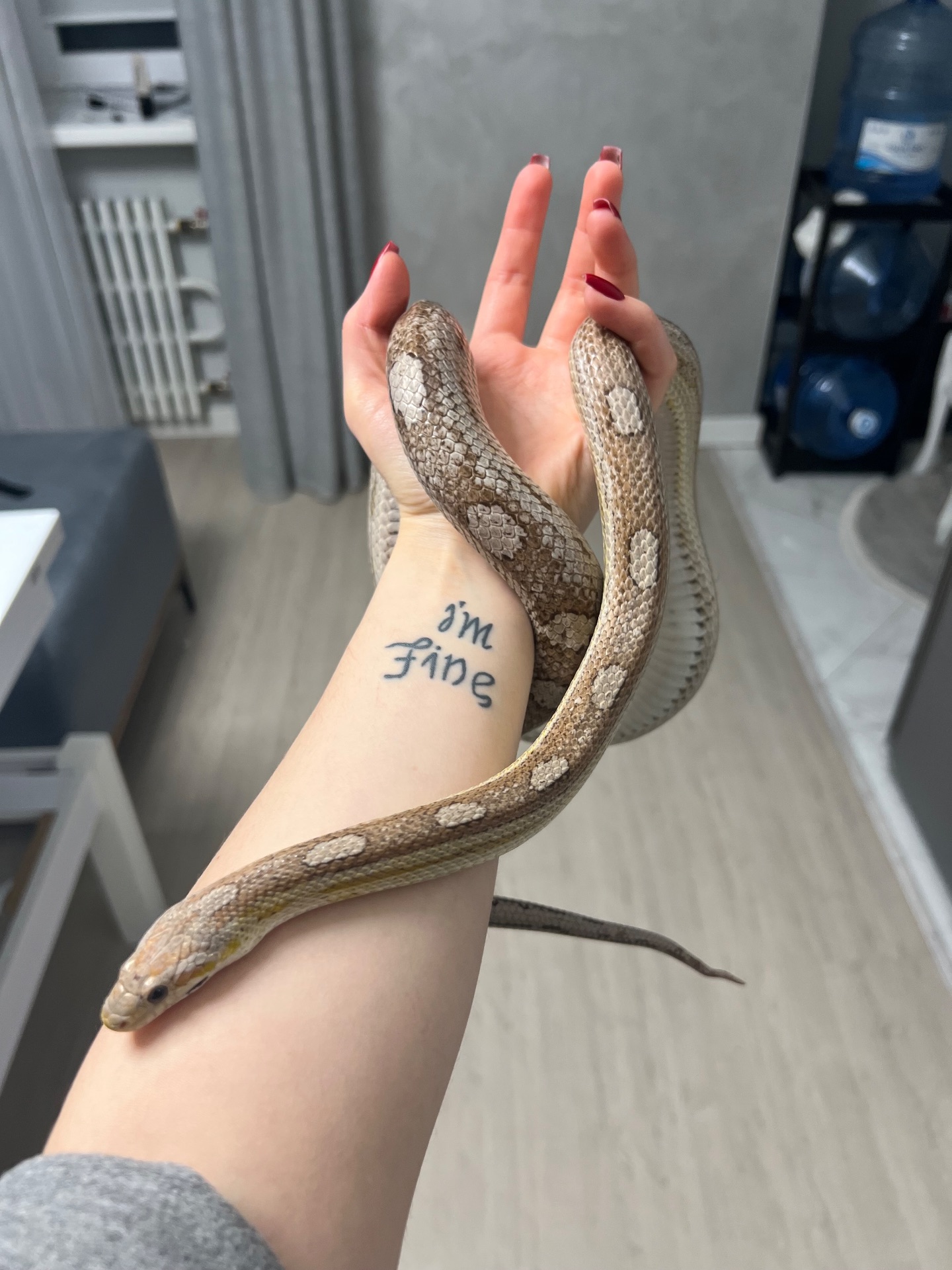 Маїсовий полоз