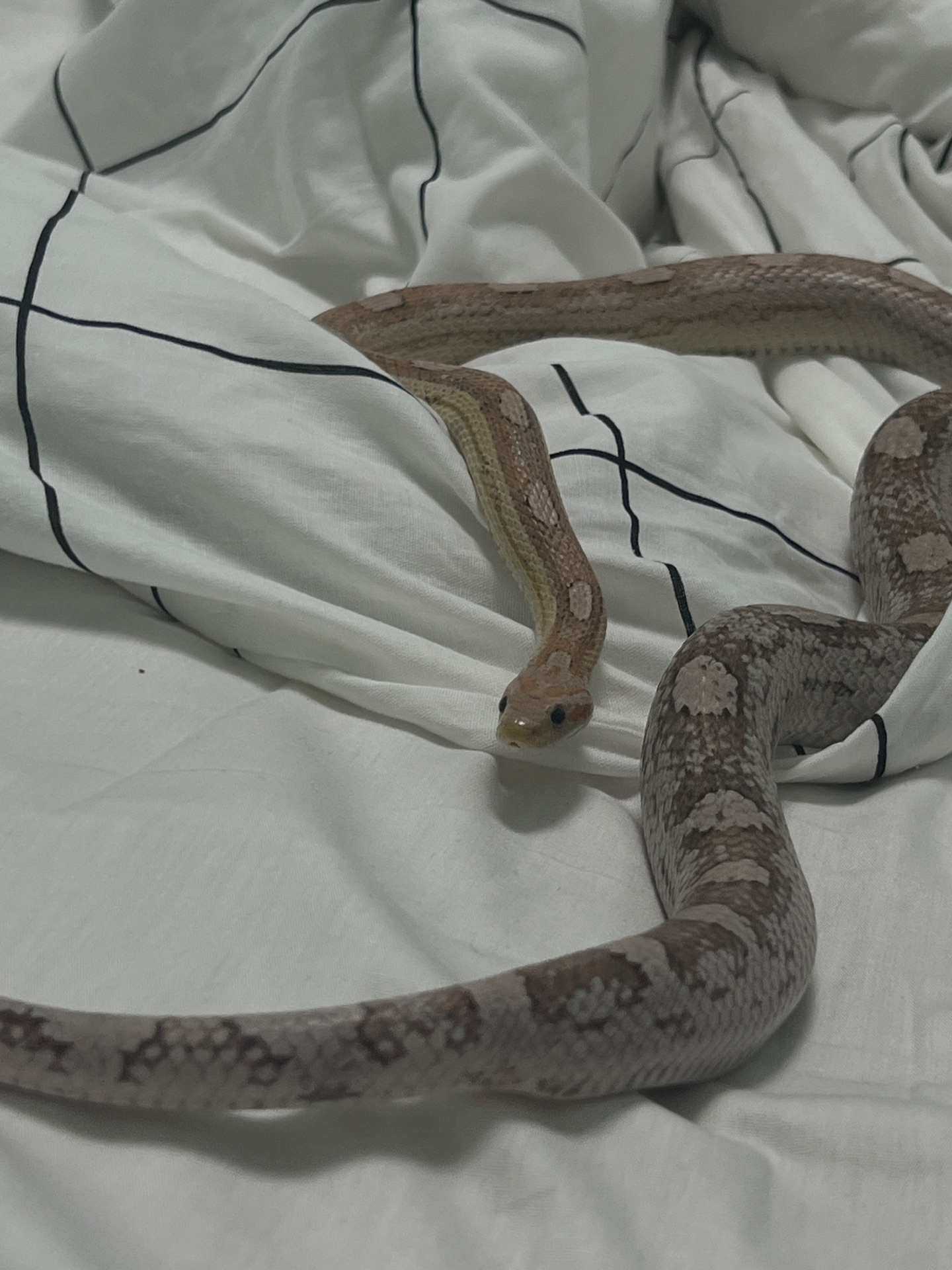 Маїсовий полоз