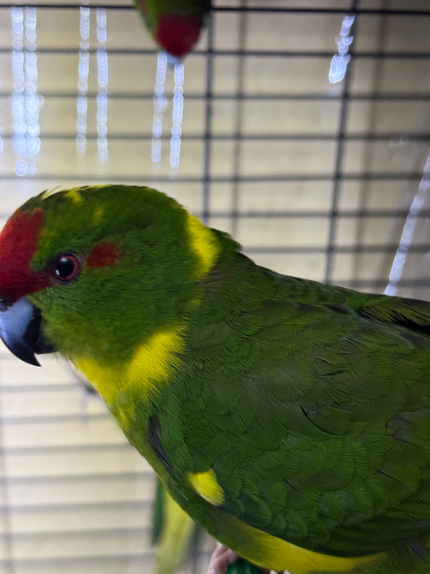 Какарик всех цвета молодые птицы