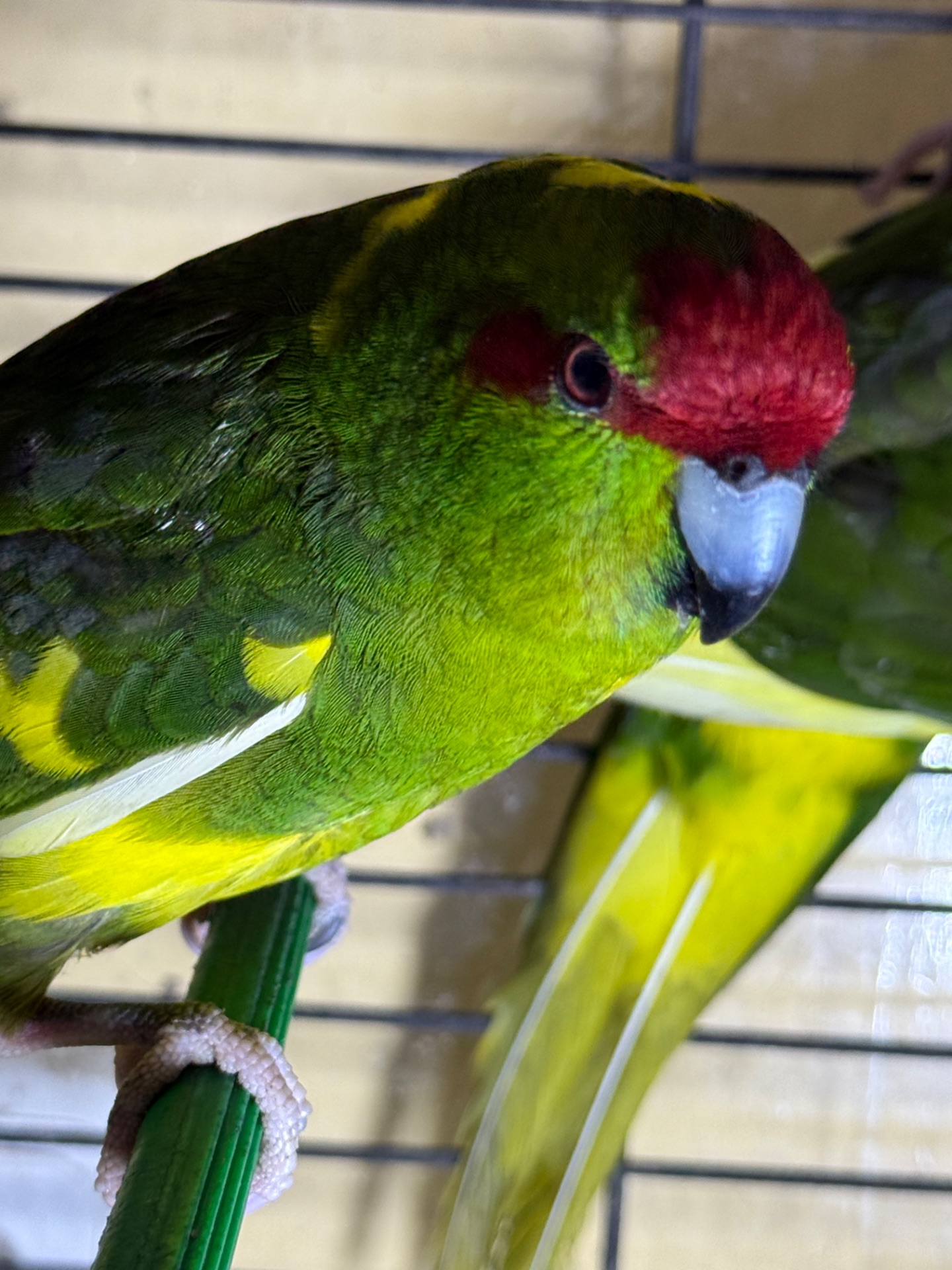 Прыгающий попугай какарик, разных цветов