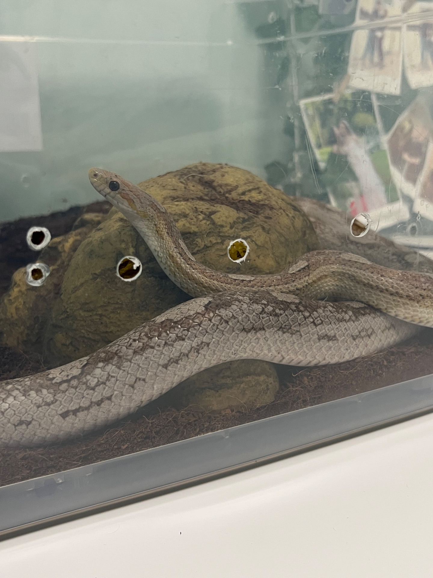 Маїсовий полоз