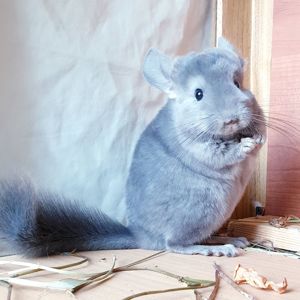 Маленькая самочка шиншиллы Фиолет эбони