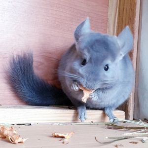 Маленькая самочка шиншиллы Фиолет эбони