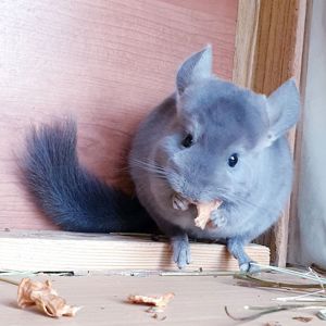 Маленькая самочка шиншиллы Фиолет эбони