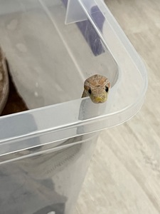 Маїсовий полоз